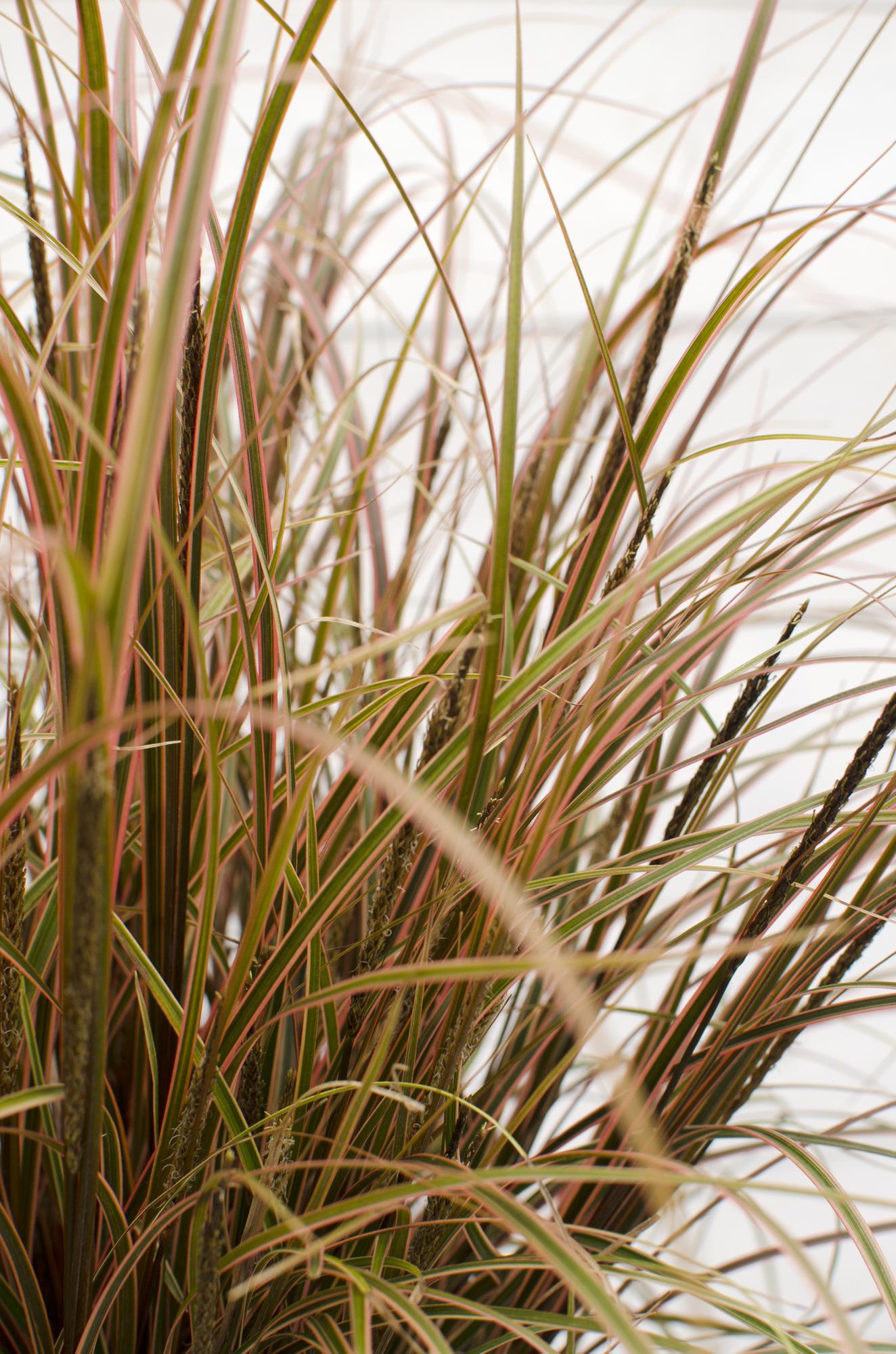 Uncinia Rubra Everflame — Carex rojo - Verdeia - 2