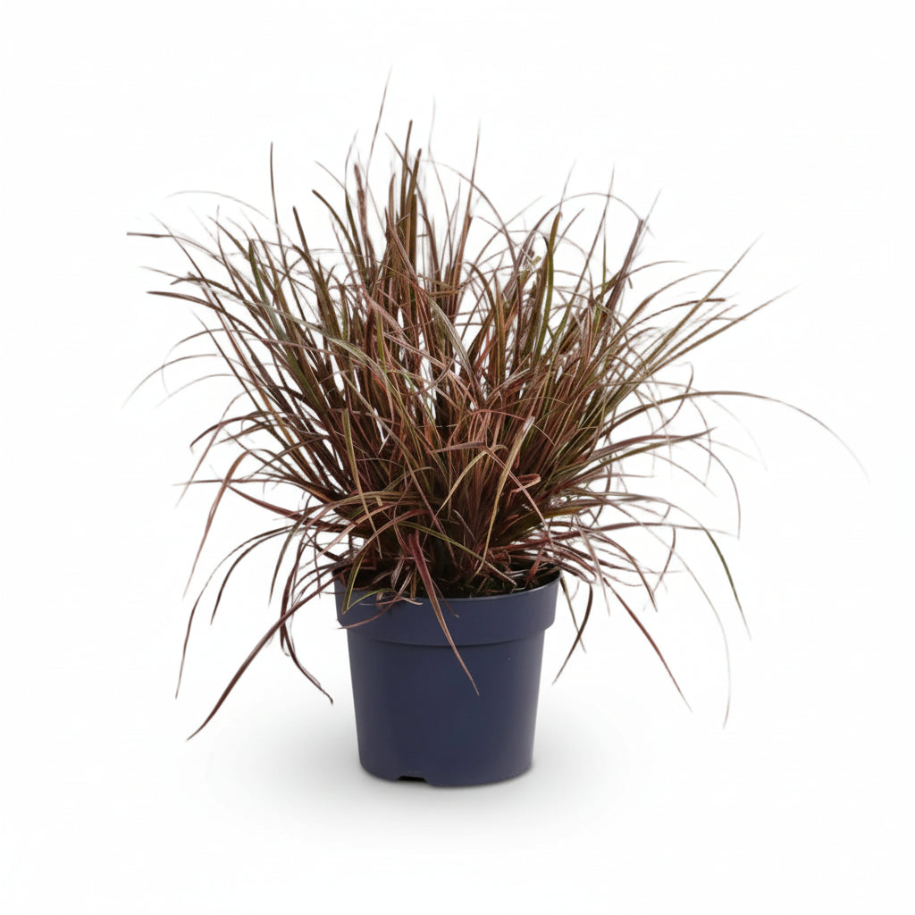 Uncinia Rubra Everflame — Carex rojo - Verdeia - 1