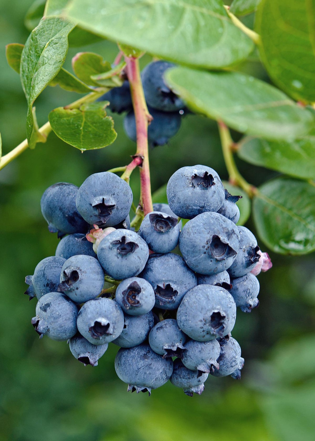 Vaccinium corymbosum ‘Reka’ – Myrtillier bio – D13 x H45 cm - Verdeia - 1