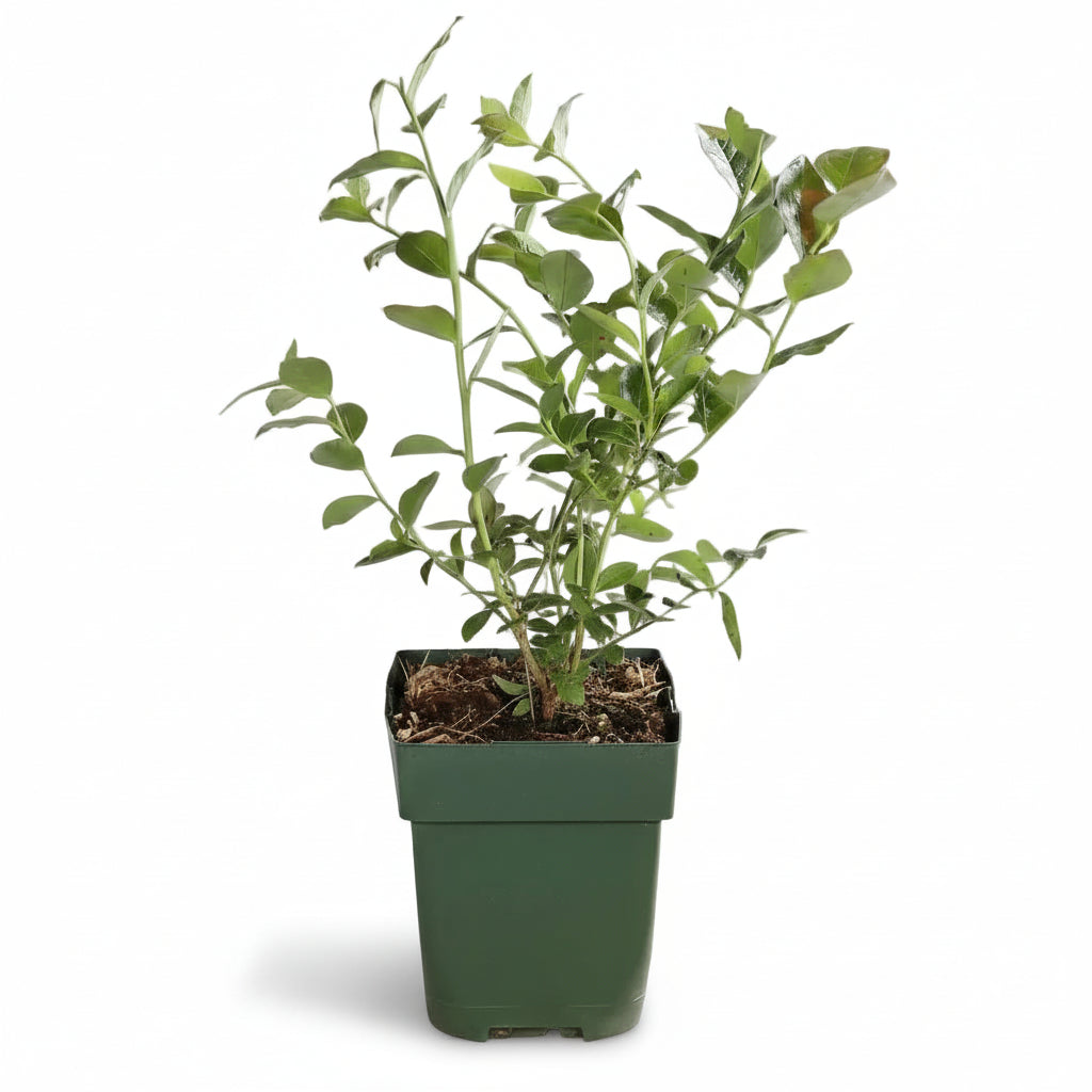 Vaccinium corymbosum ‘Reka’ – Arándano orgánico – D13 x A45 cm - Verdeia - 2