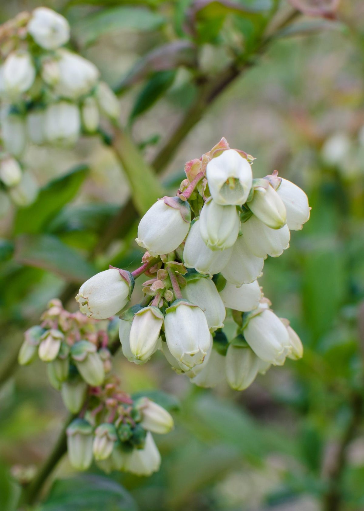 Vaccinium corymbosum ‘Reka’ – Myrtillier bio – D13 x H45 cm - Verdeia - 3