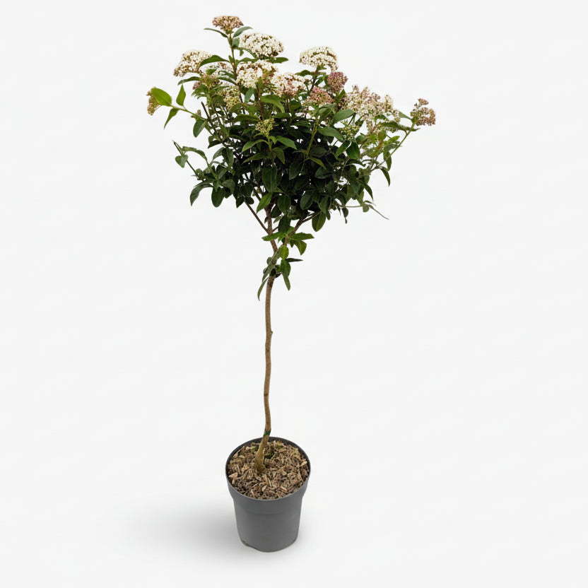 Viburnum tinus amb tija sobre fons blanc