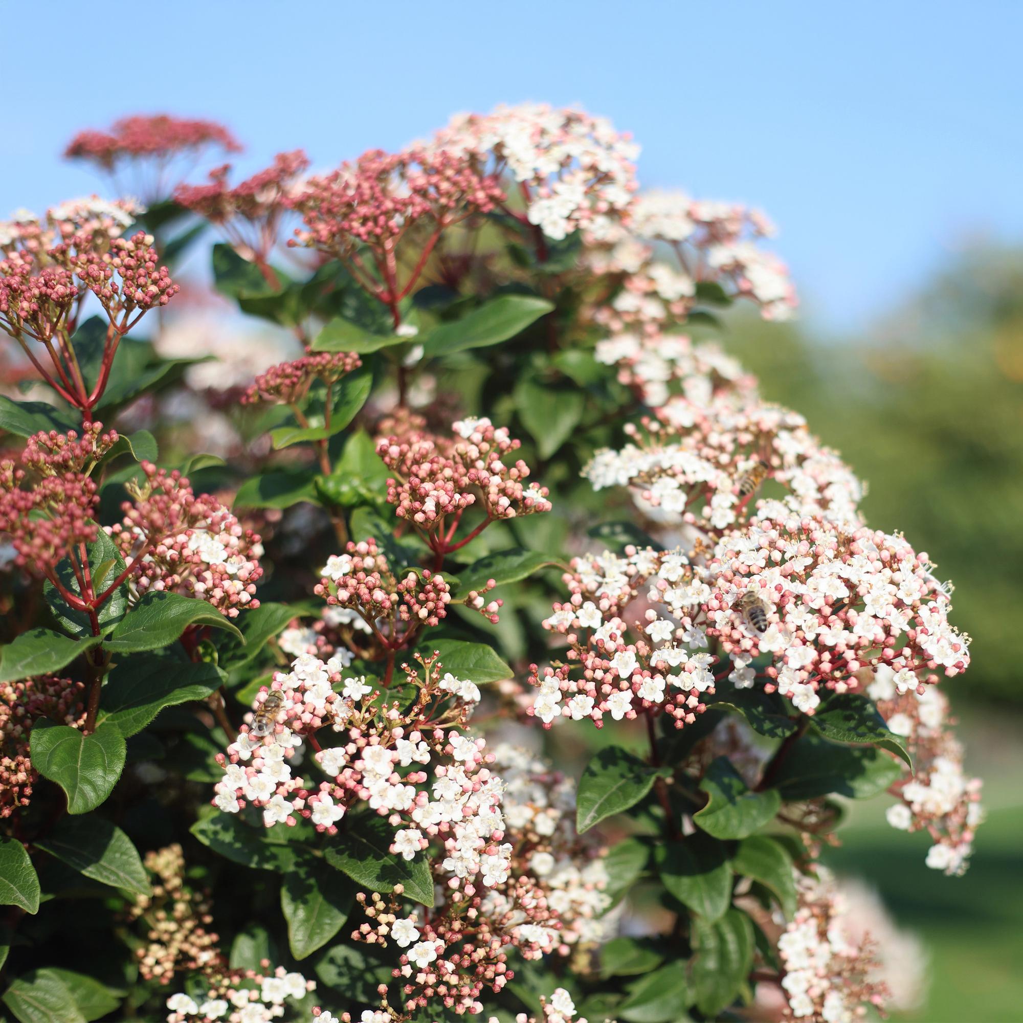 primer plano de las flores del Viburnum tinus