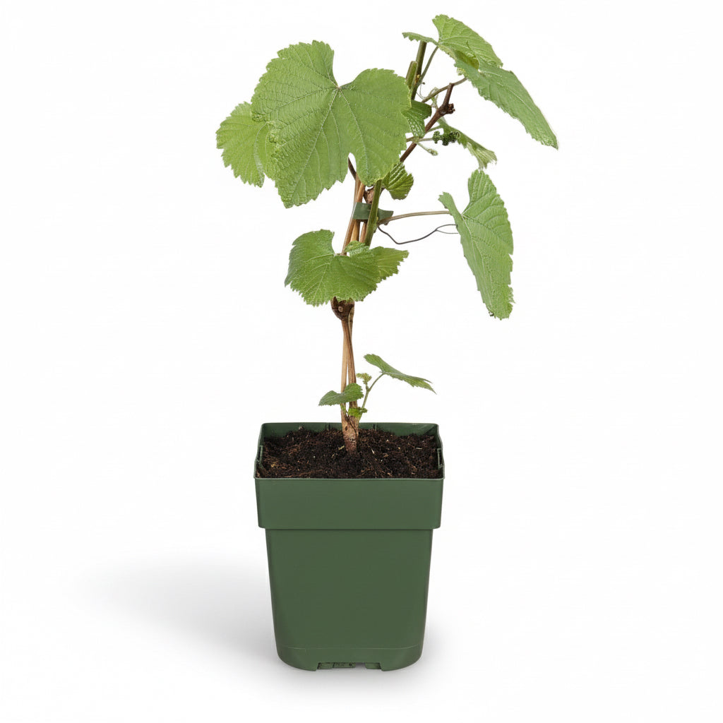 Vitis vinifera ‘Johanniter’ – Vid de uva blanca – D13cm x H45cm - Verdeia - 2