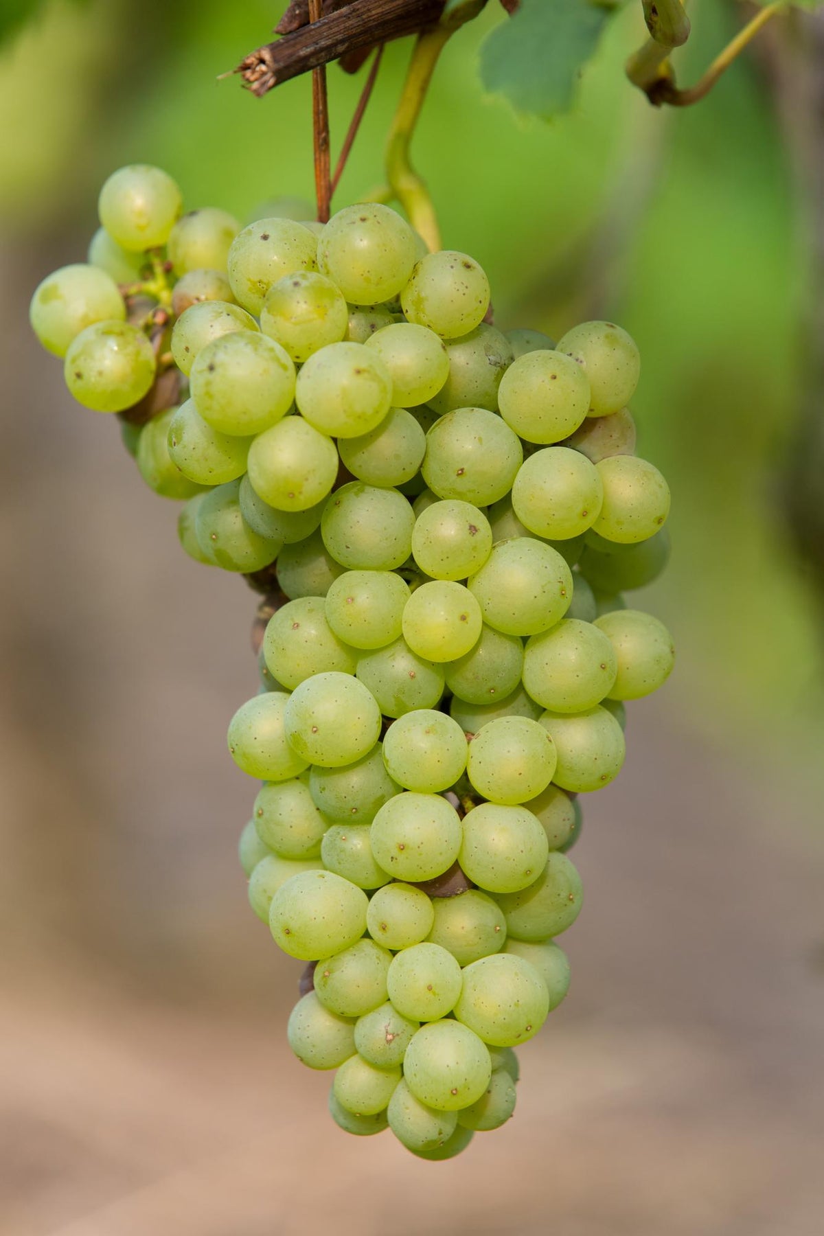 Vitis vinifera ‘Johanniter’ – Vid de uva blanca – D13cm x H45cm - Verdeia - 1