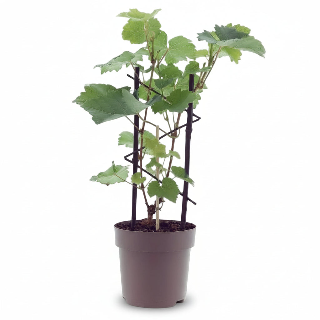 Vitis vinifera ‘Muscat d’Alexandrie’ D15 x H40 cm - Verdeia - 1