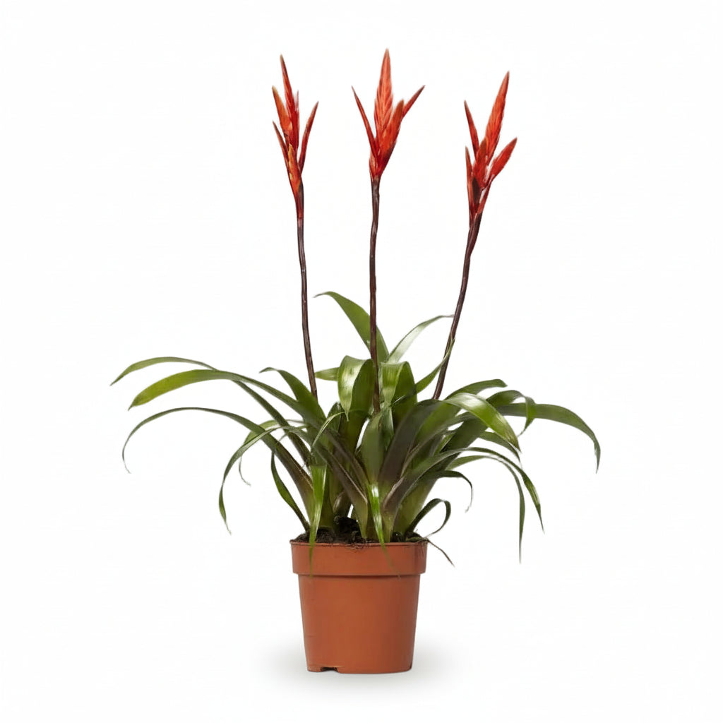 Vriesea ‘Elan’ - Ø12cm - H55cm - Verdeia - 1