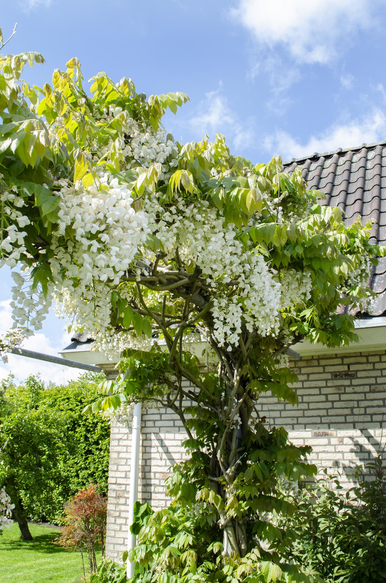 Wisteria floribunda ‘Alba’ – Glicina blanca – D15cm x A65cm - Verdeia - 5