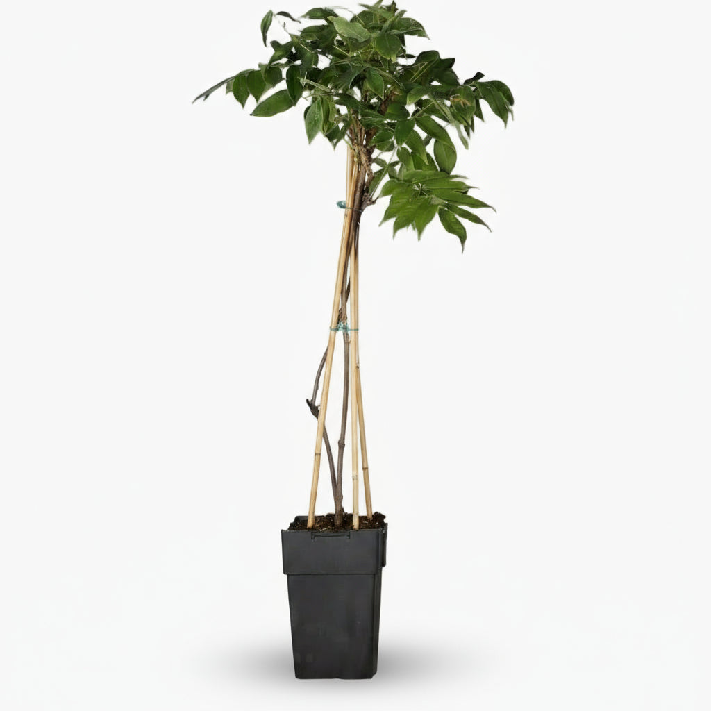 Wisteria floribunda ‘Alba’ – Glycine blanche – D15cm x H65cm - Verdeia