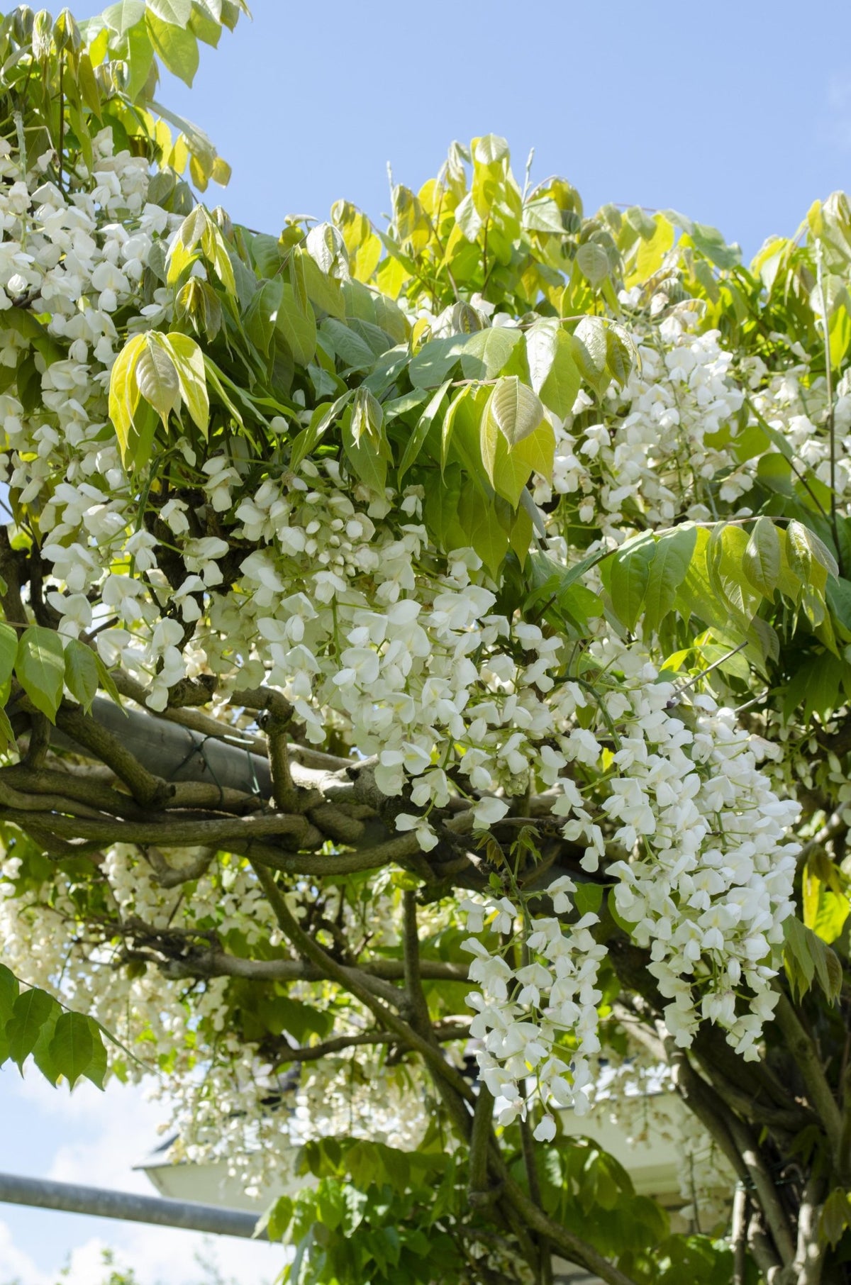 Wisteria floribunda ‘Alba’ – Glicynia biała – D15 cm × H65 cm – Verdeia – 3