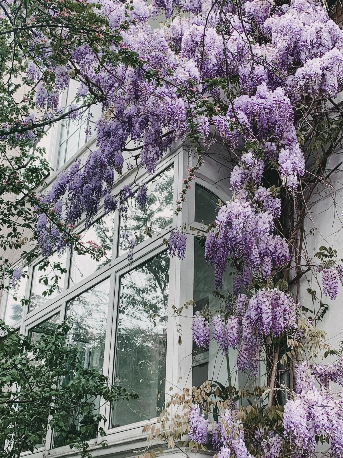 Wisteria floribunda ‘Naga Noda’ – Glicina del Japó violeta doble – D15cm x A65cm - Verdeia - 3