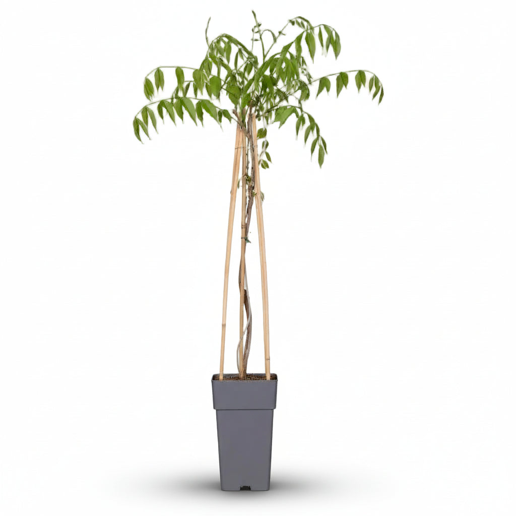 Wisteria floribunda ‘Naga Noda’ – Glicina japonesa violeta doble – D15cm x A65cm - Verdeia - 2