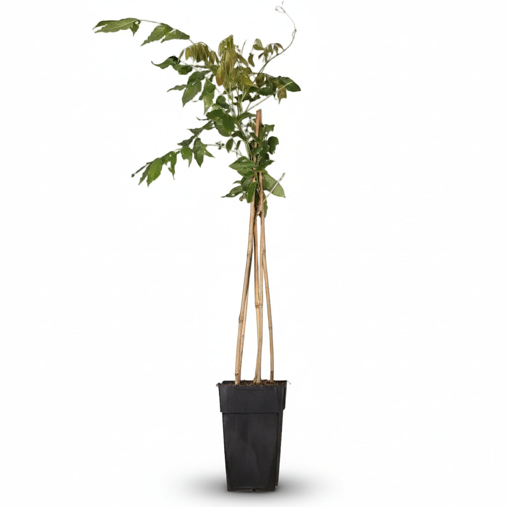 Wisteria floribunda ‘Rosea’ – Glicina rosa – D15cm x A65cm - Verdeia - 2