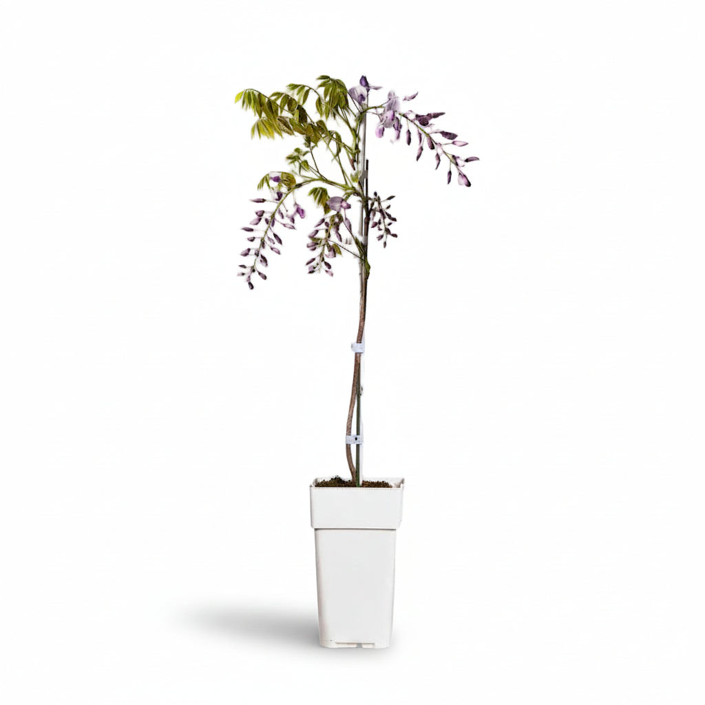 Wisteria sinensis ‘Caroline’ – Violet glycinie – D15 x H65cm - Verdeia - 2
