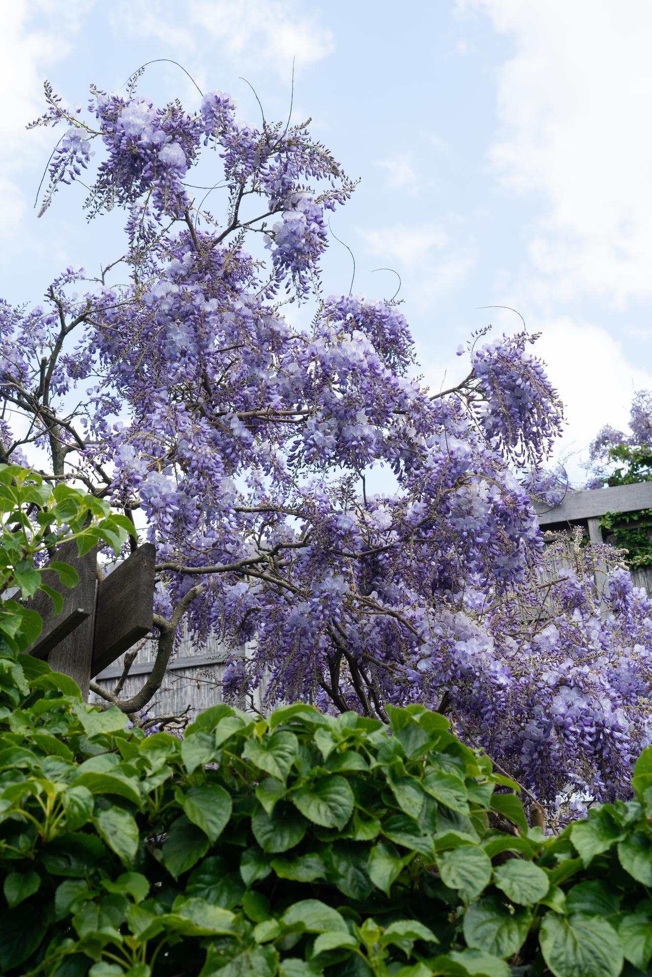 Wisteria sinensis ‘Prolific’ – Glycine bleue – D15cm x H65cm - Verdeia