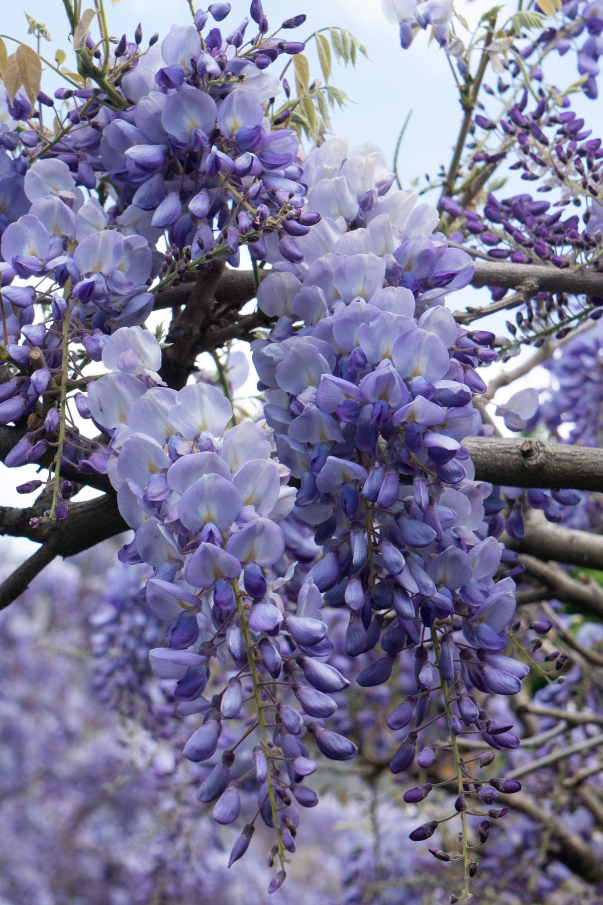 Wisteria sinensis ‘Prolific’ – Modrá glycinie – D15cm x V65cm - Verdeia - 1
