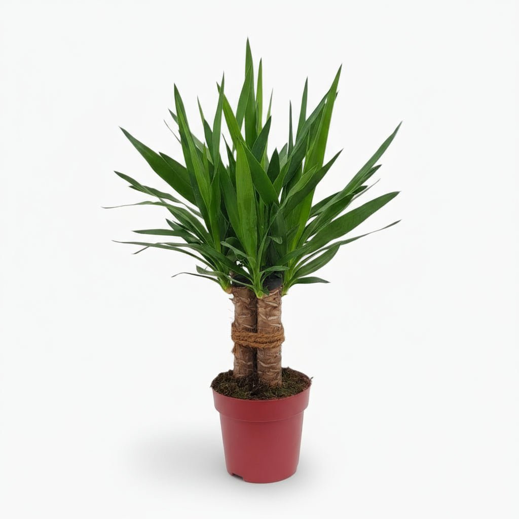 Yucca elephantipes ‘Tres Cañas’ — Ø19 cm — H70 cm - Verdeia - 1