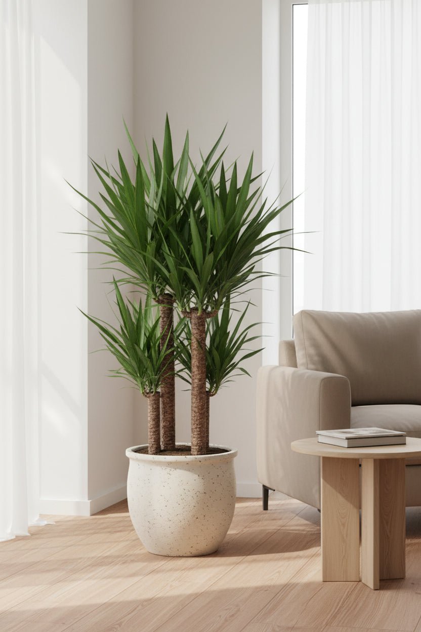 Yucca elephantipes &