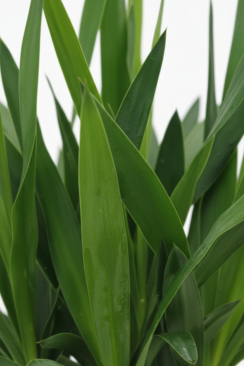 Yucca elephantipes &