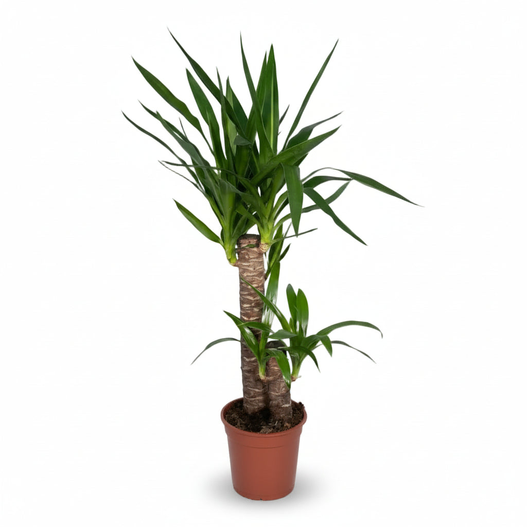 Yucca elephantipes – Yuca de interior o Palma de España - Verdeia - 4