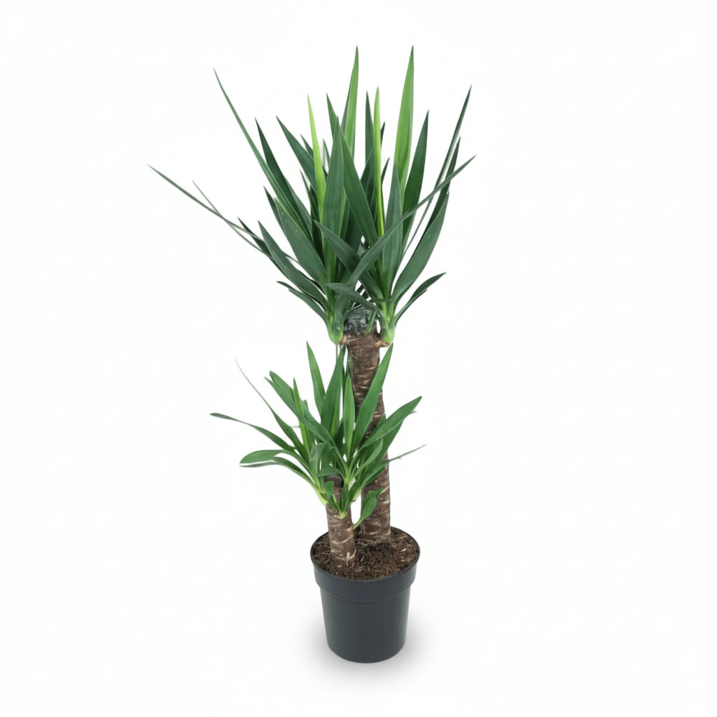 Yucca elephantipes – Yuca de interior o Palma de España - Verdeia - 6