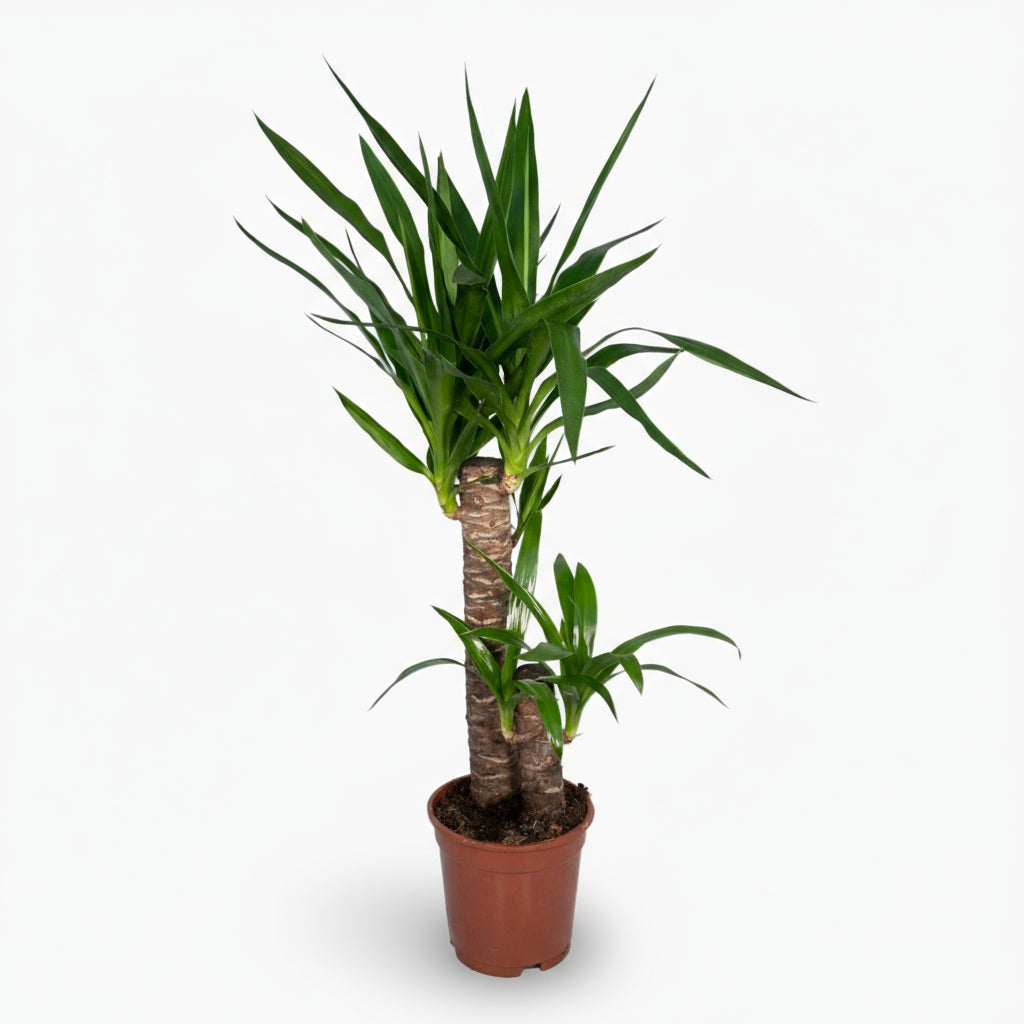 Yucca elephantipes – Yucca d’intérieur ou Palmier d’Espagne - Verdeia