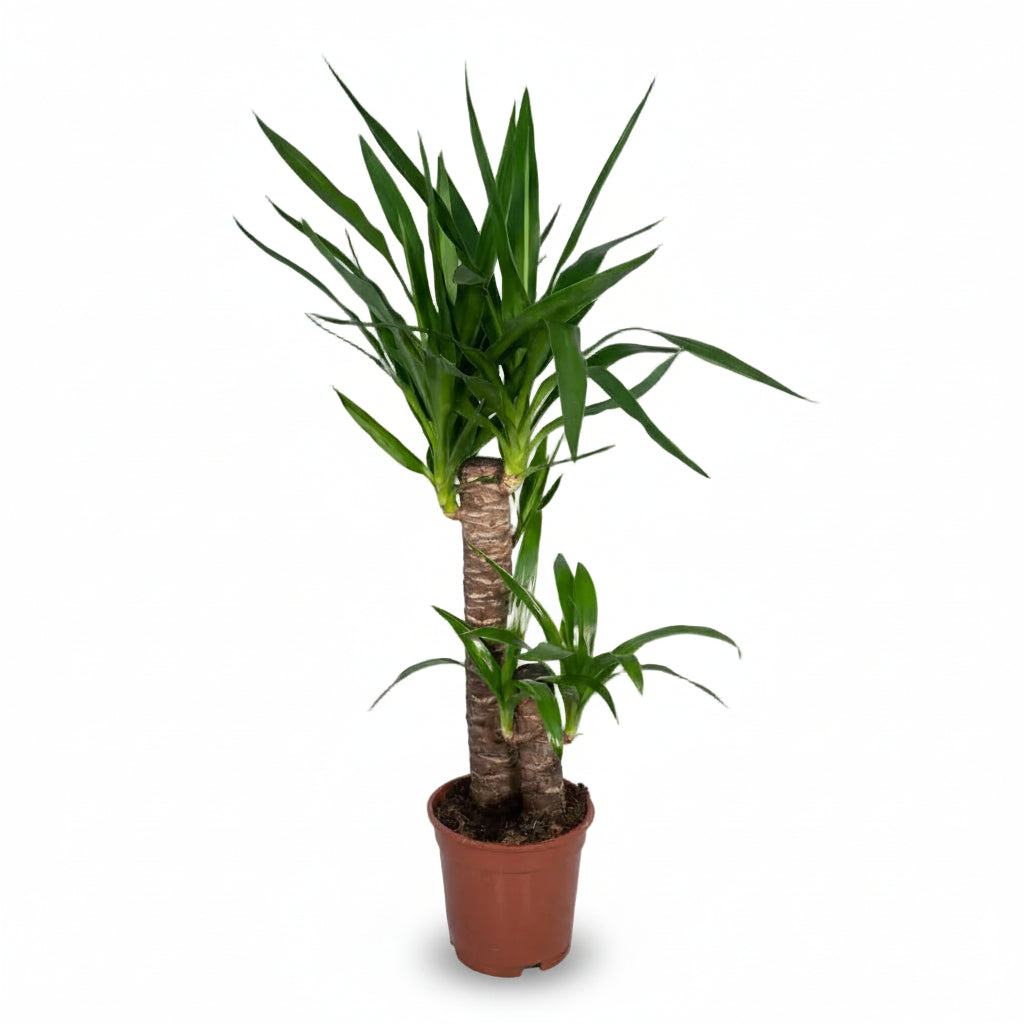 Yucca elephantipes – Yuca de interior o Palmera de España - Verdeia - 1