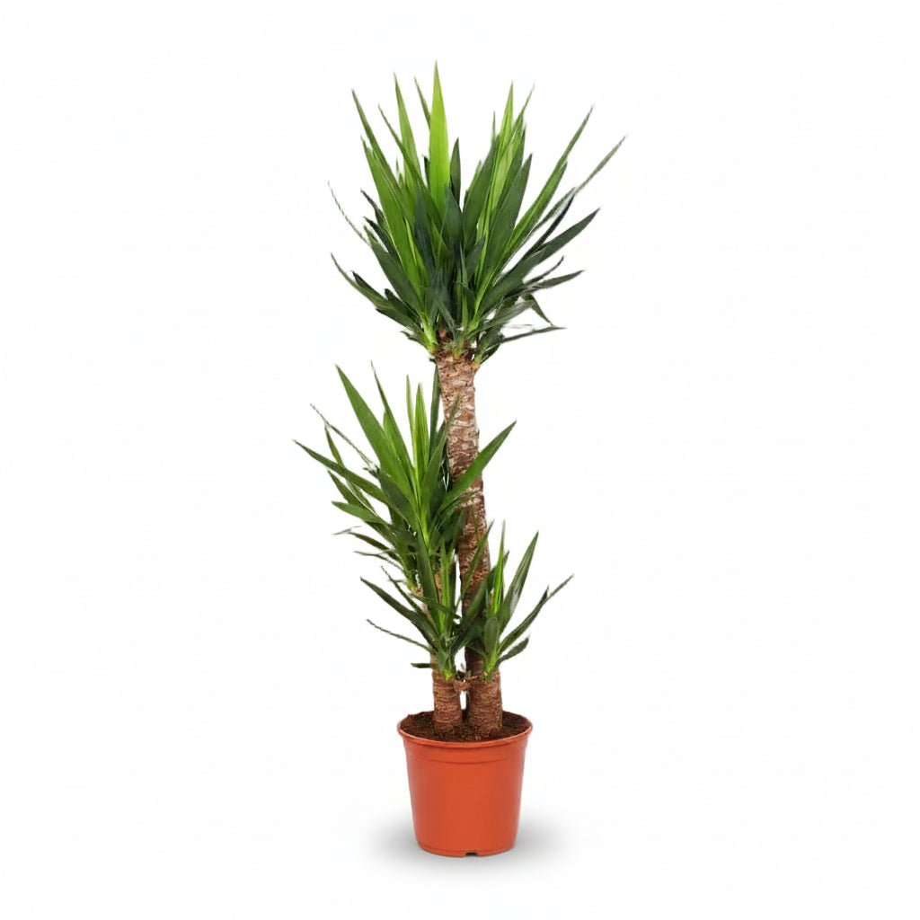 Yucca elephantipes – Yuca de interior o Palmera de España - Verdeia - 7