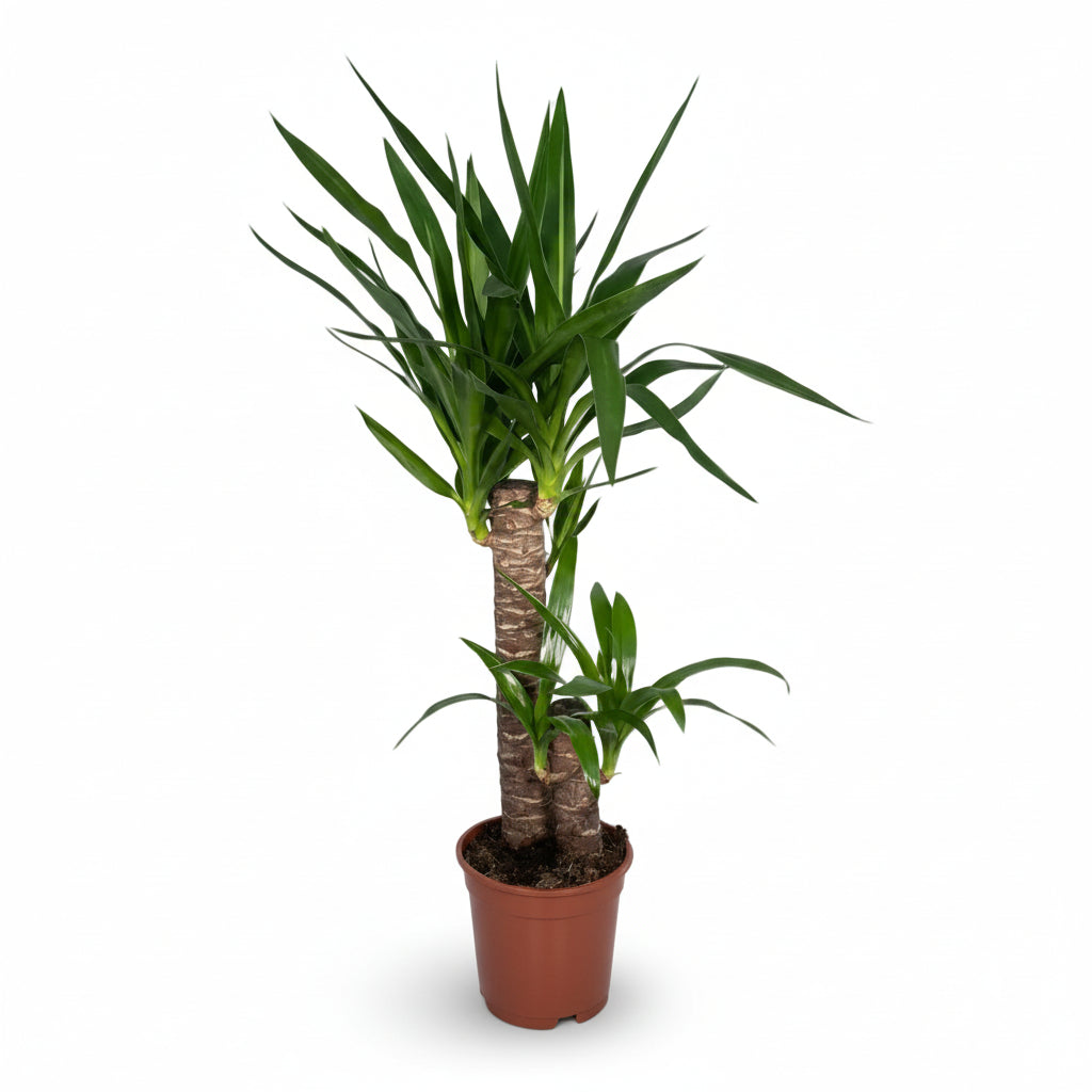 Yucca elephantipes – Yuca de interior o Palmera de España - Verdeia - 5