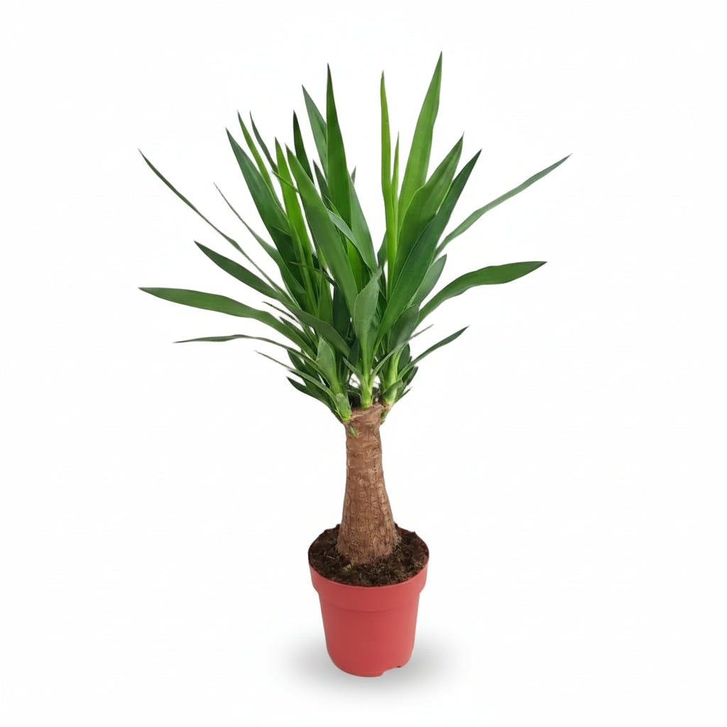 Yuca “Árbol Maya” — Ø19 cm — H80 cm - Verdeia - 1