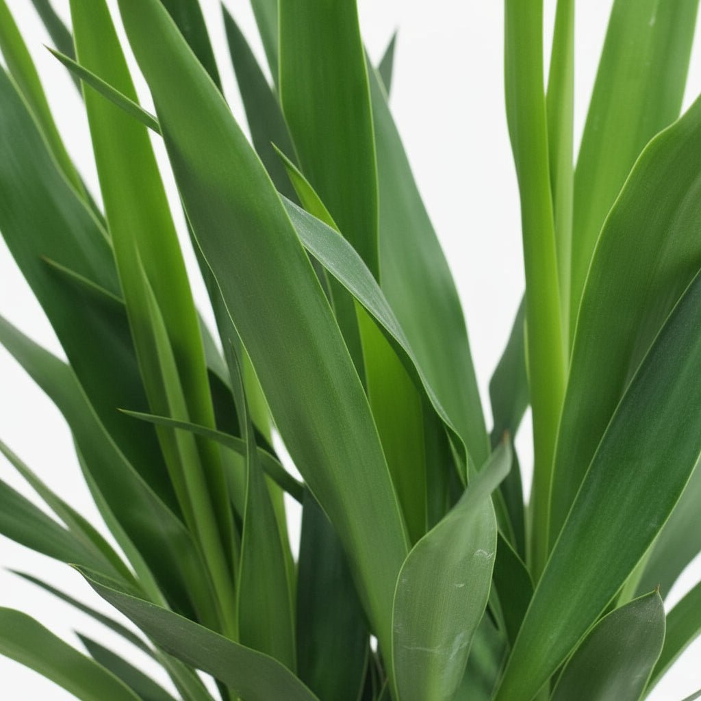 Yucca “Maya Tree” — Ø19 cm — H80 cm - Verdeia - 2