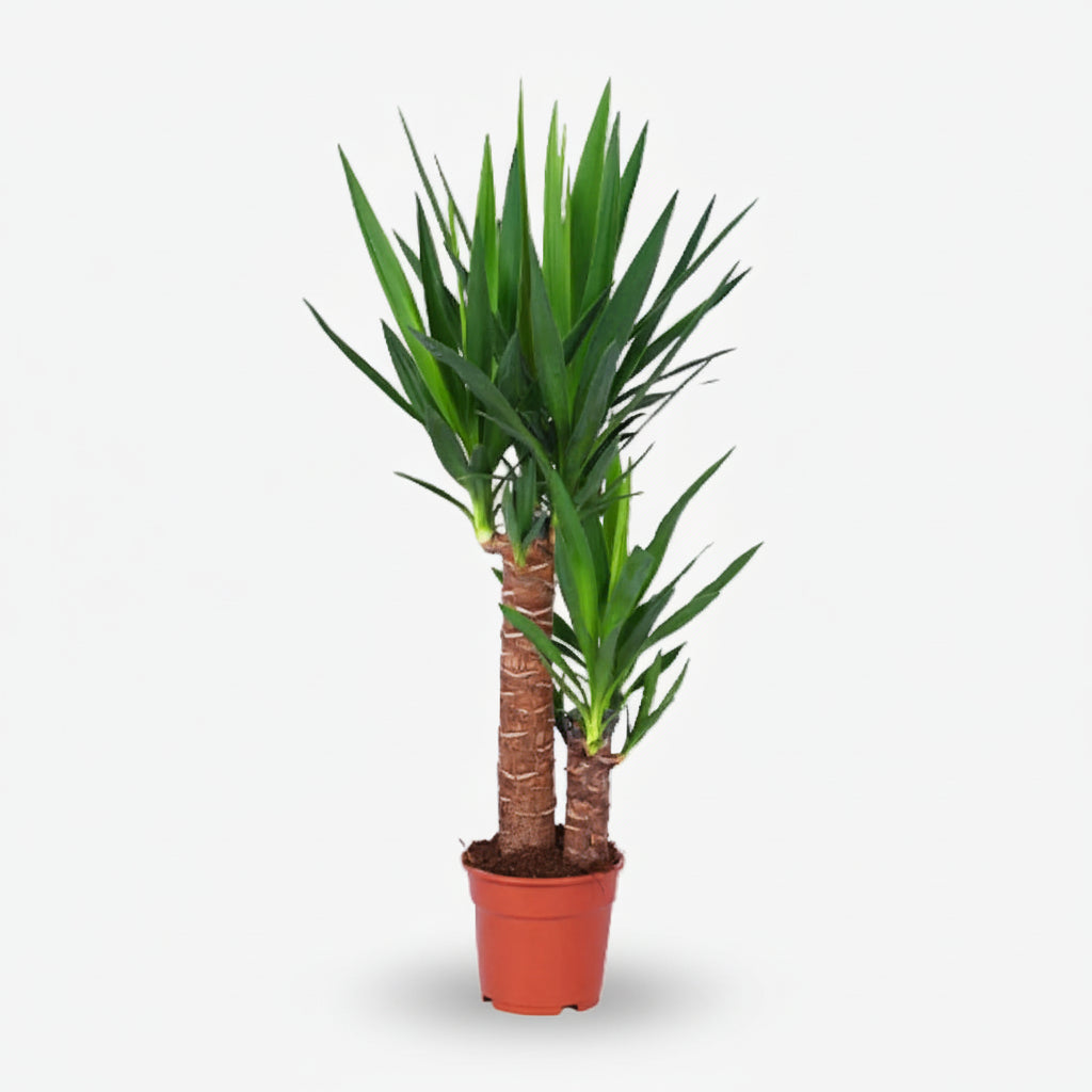 Yucca — Palmier de salon - Verdeia - 6