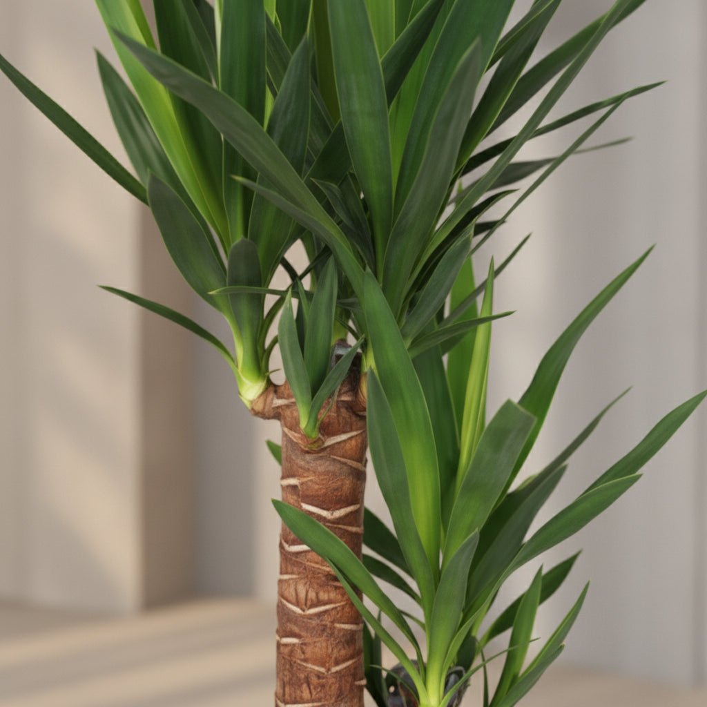Yucca — Palmier de salon - Verdeia - 2