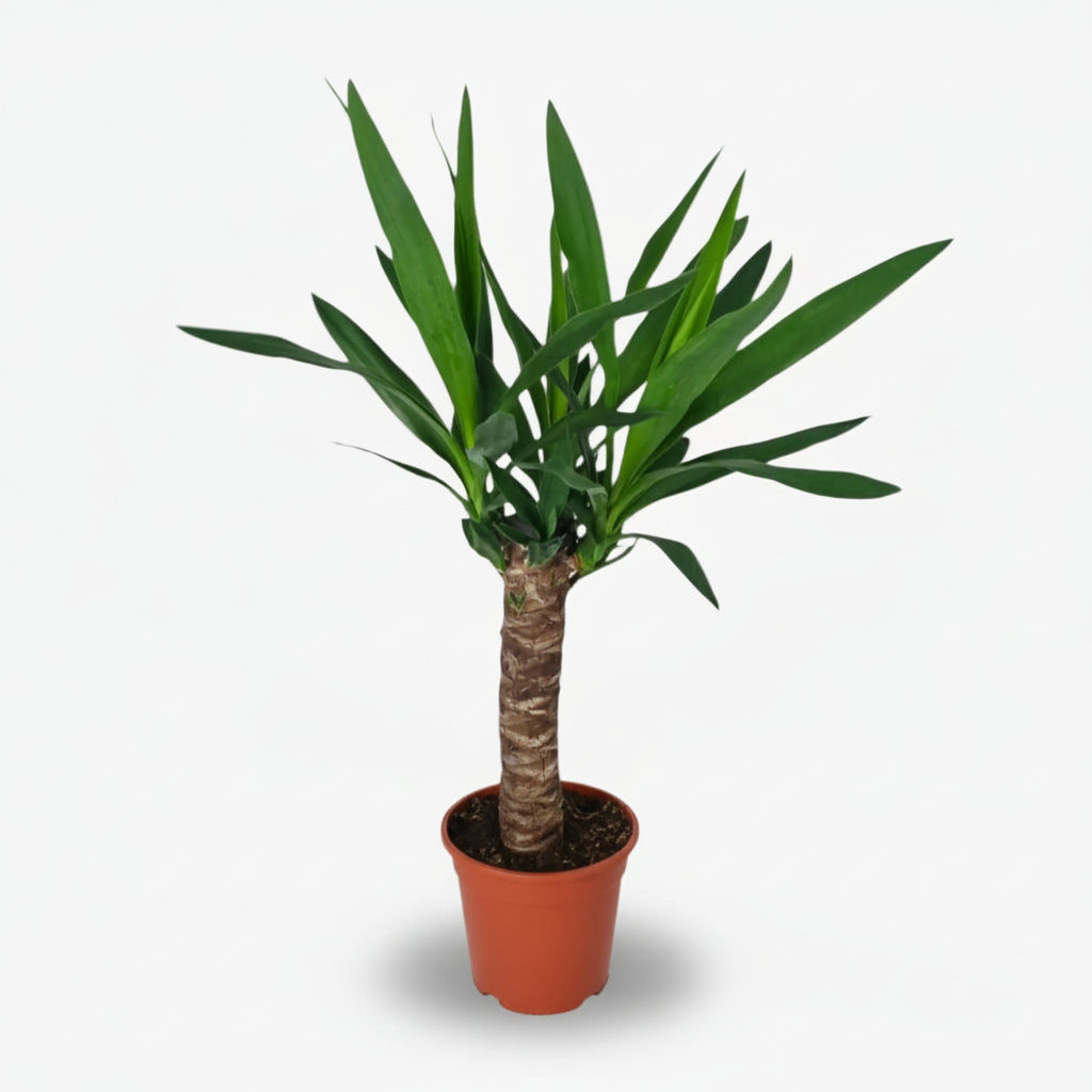 Yucca — Palmier de salon - Verdeia - 7