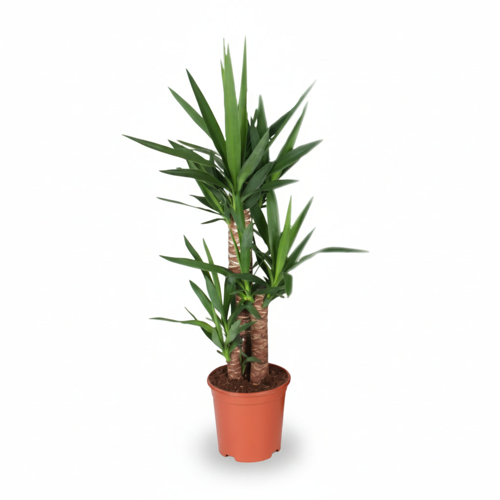 Yuca — Palmera de interior - Verdeia - 1