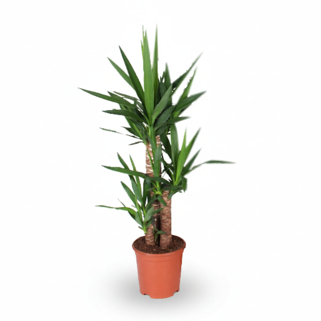 Yucca — Palmier de salon - Verdeia - 1