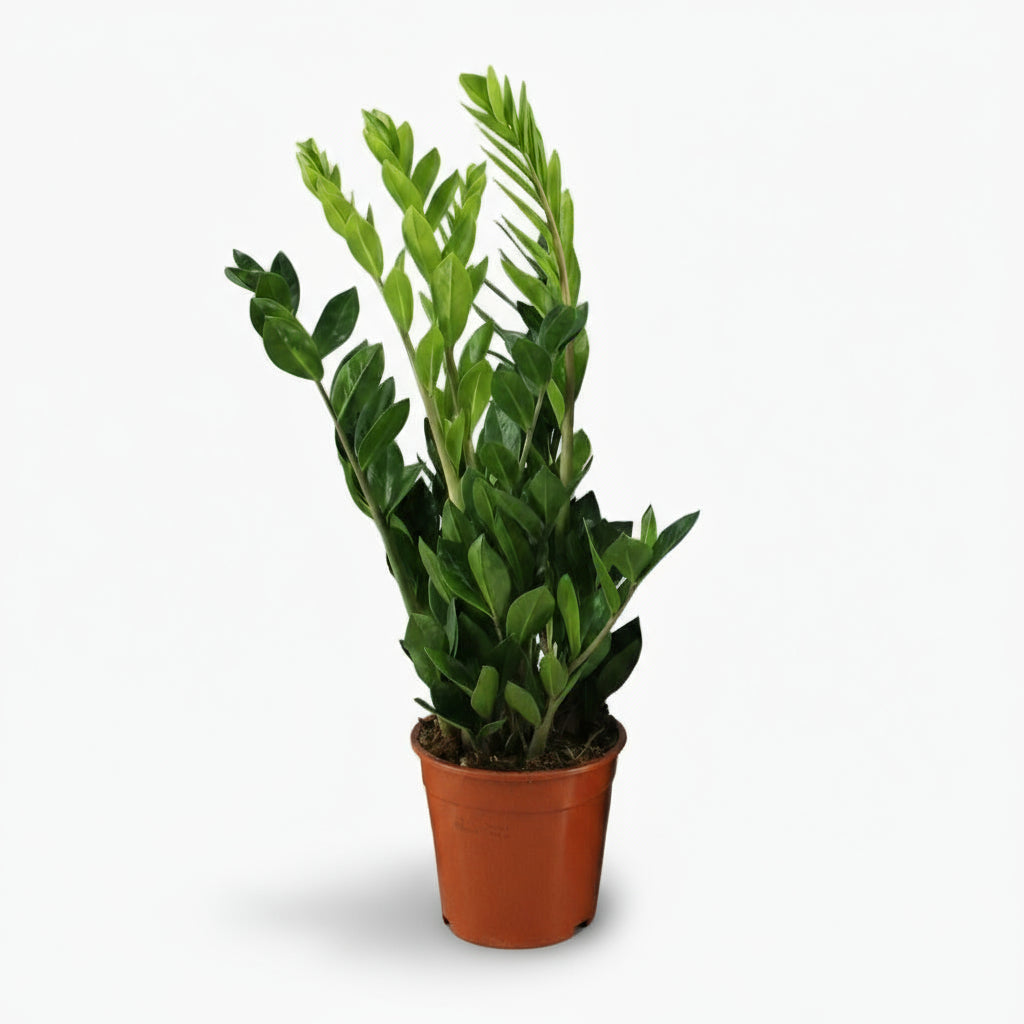 Planta ZZ (Zamioculcas zamiifolia) en una maceta de cultivo, follaje verde brillante y porte erguido 4
