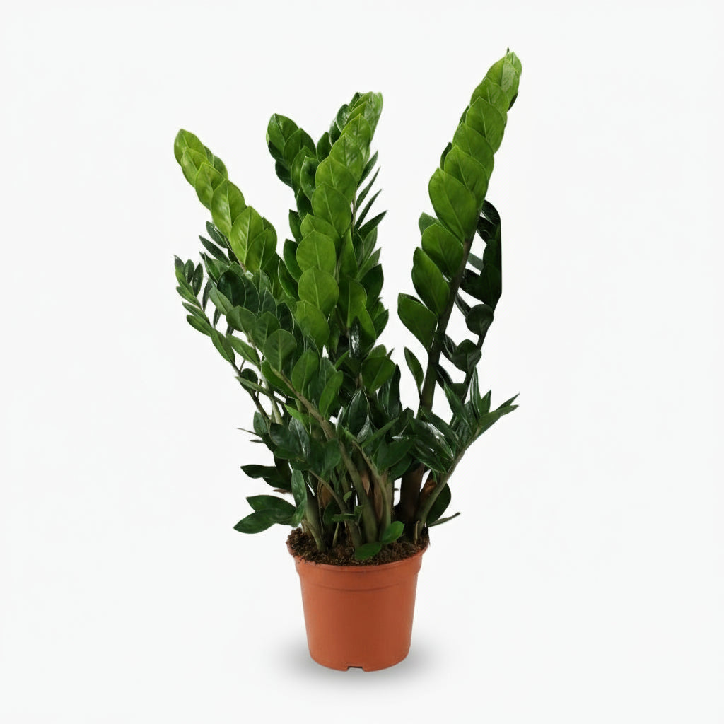 Pianta ZZ (Zamioculcas zamiifolia) in un vaso da coltivazione, fogliame verde brillante e portamento eretto 7