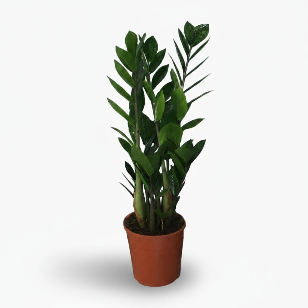 Planta ZZ (Zamioculcas zamiifolia) en una maceta de cultivo, follaje verde brillante y porte erguido 2