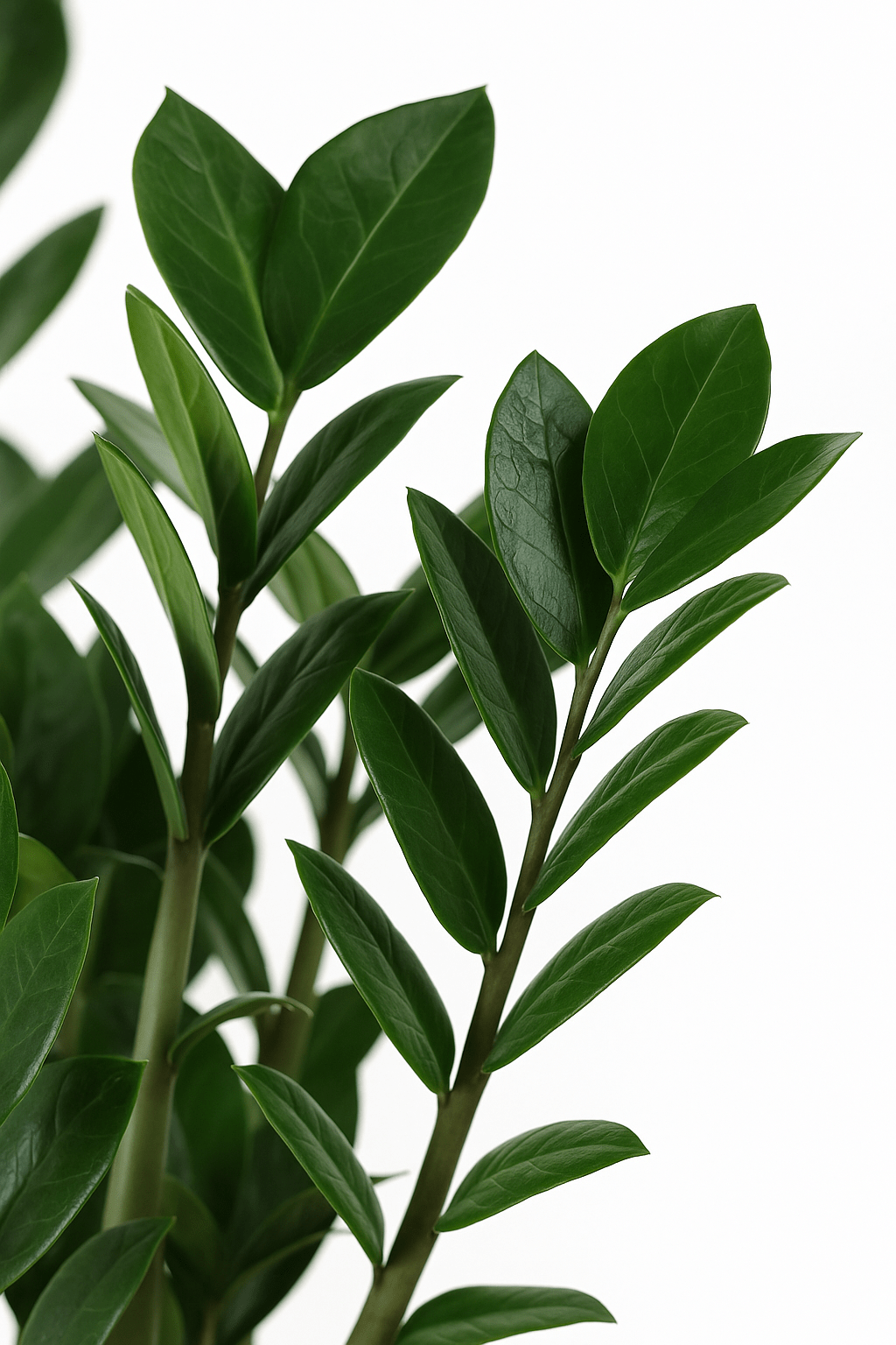 Primo piano delle foglie carnose e lucide, di un verde intenso, della Zamioculcas.