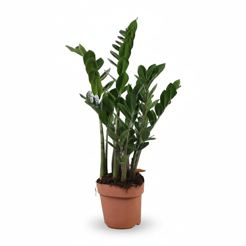 Planta ZZ (Zamioculcas zamiifolia) en una maceta de cultivo, follaje verde brillante y porte erguido 3