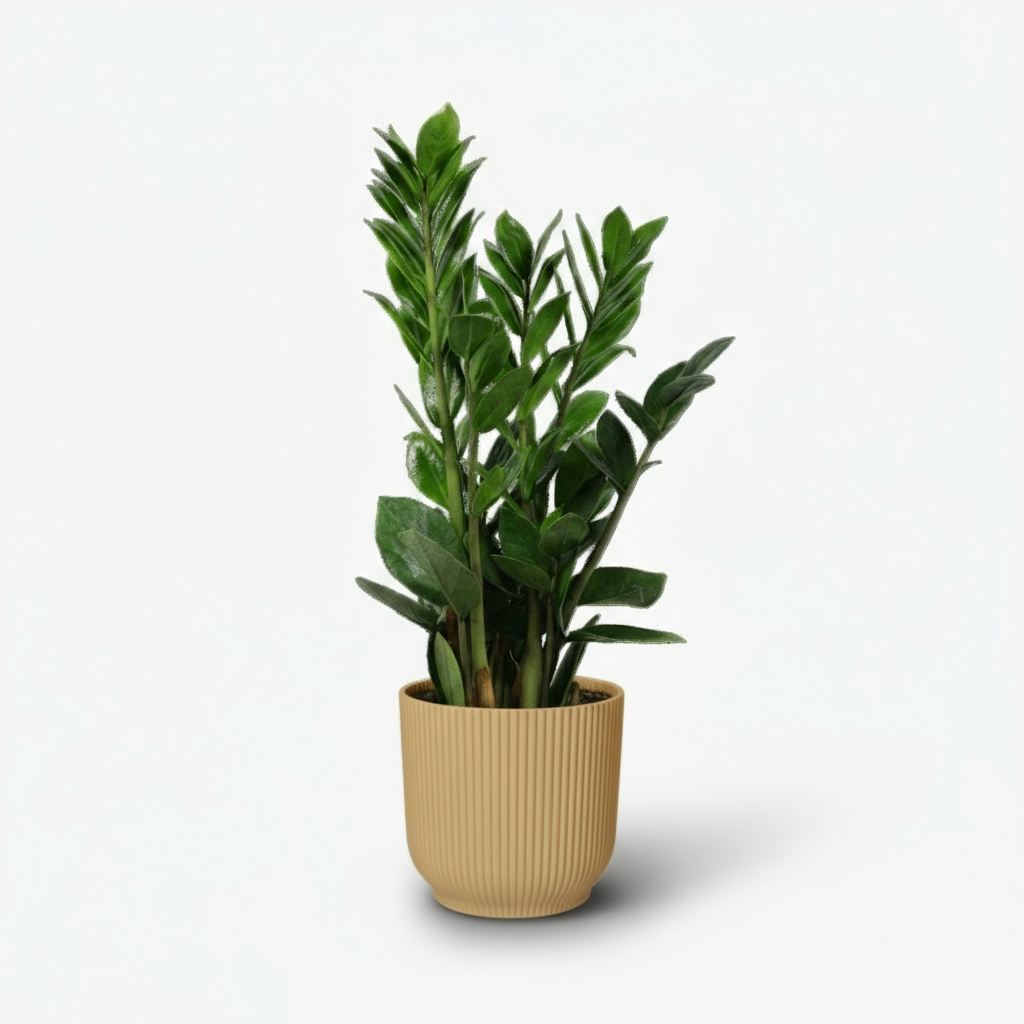 Zamioculcas - Plante ZZ - Verdeia