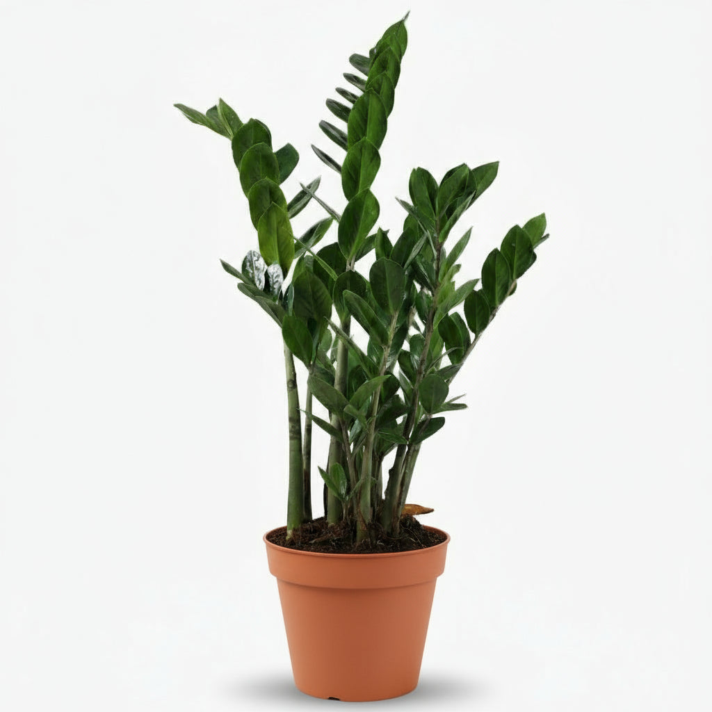 Zamioculcas - Plante ZZ - Verdeia