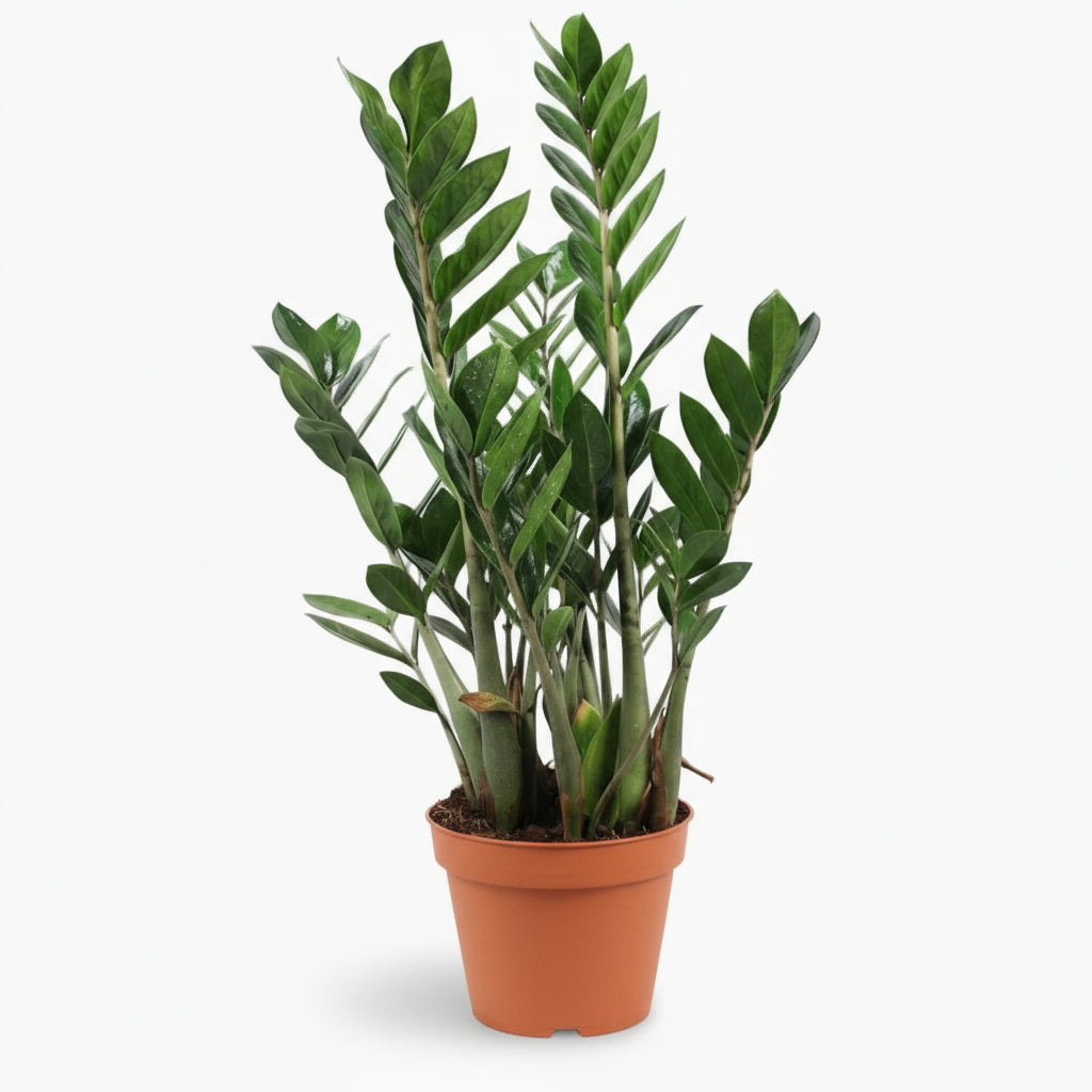 Planta ZZ (Zamioculcas zamiifolia) en una maceta de cultivo, follaje verde brillante y porte erguido 5