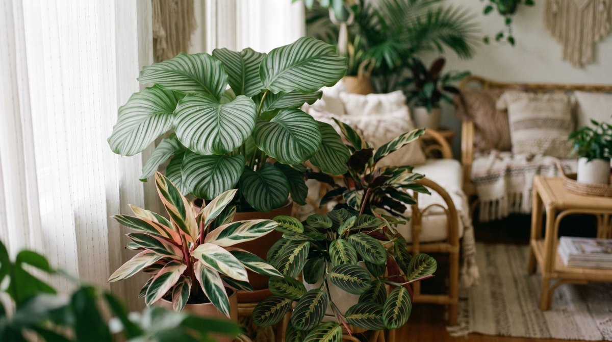 Calathea & Maranta : guide des variétés et entretien - Verdeia
