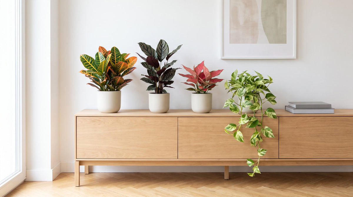 Quatre plantes au feuillage coloré sur un buffet clair dans un salon lumineux : Croton, Calathea ornata, Aglaonema rouge et Pothos marbré.