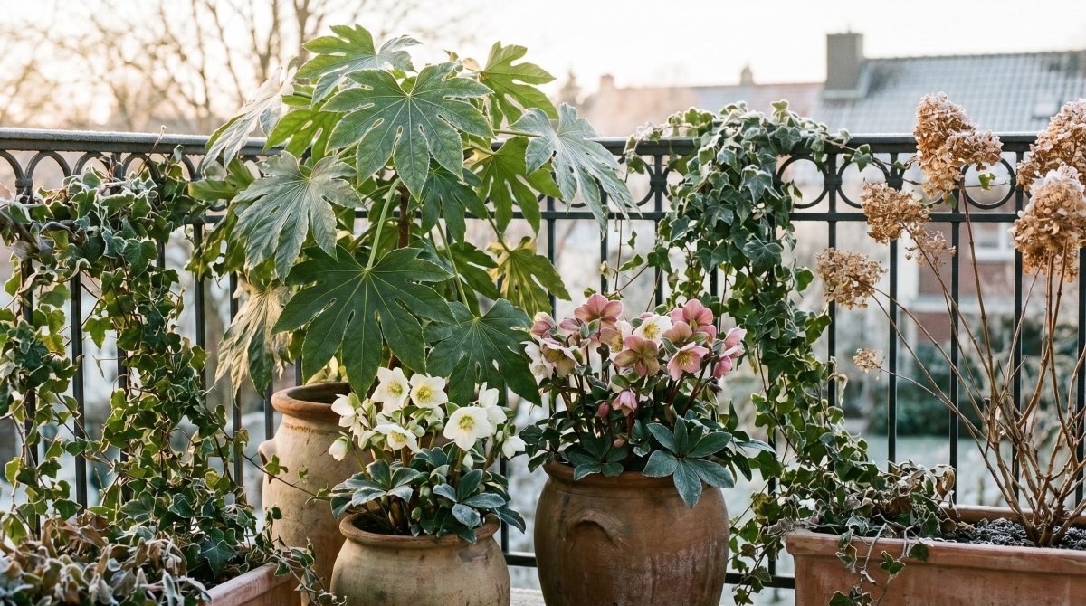 Plantes résistantes au froid : lesquelles choisir pour l'hiver - Verdeia