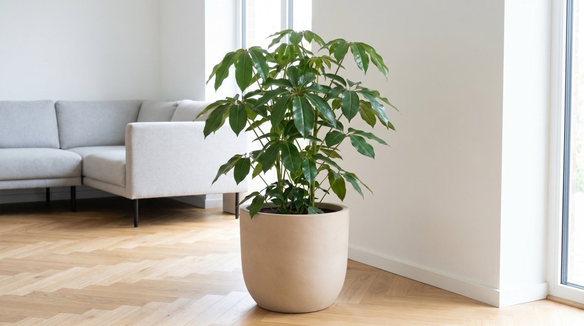 Schefflera : guide complet des variétés et conseils d'entretien - Verdeia