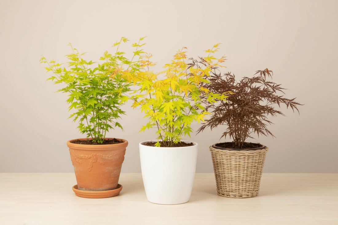 Japanese maples