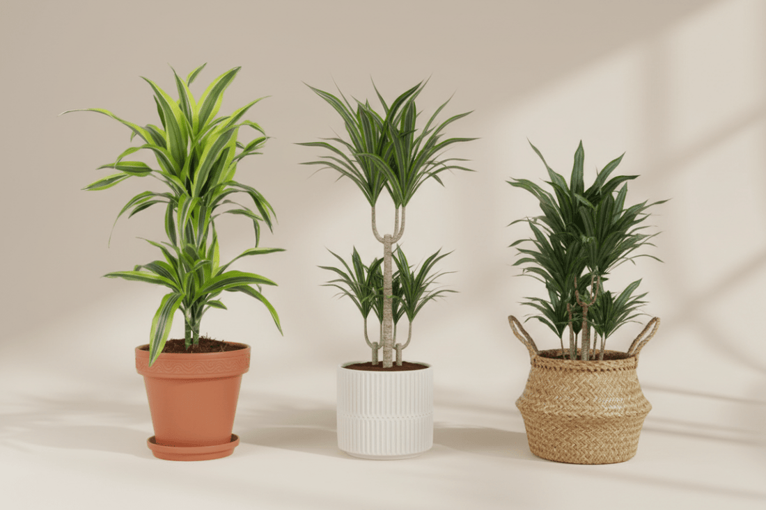 Dracaena